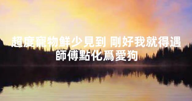 超度寵物鮮少見到 剛好我就得遇師傅點化爲愛狗